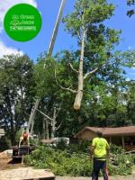 Mr Green Jeans Tree Service image 4